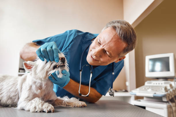 Best Emergency Dental Services for Seniors in Rossford, OH